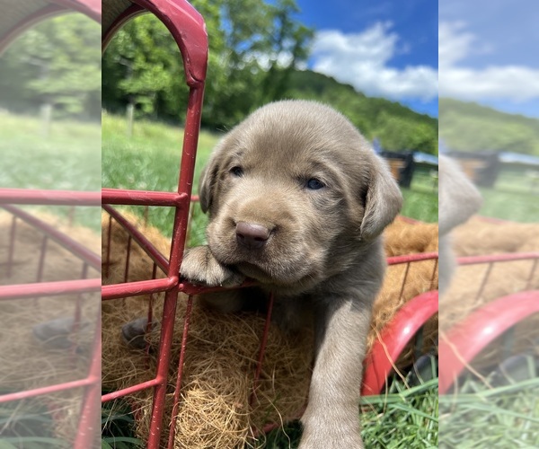 Medium Photo #7 Labrador Retriever Puppy For Sale in NEOLA, WV, USA