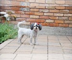 Small #3 Shih Tzu Mix