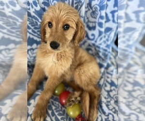 Golden Retriever-Poodle (Toy) Mix Puppy for Sale in NEWPORT BEACH, California USA