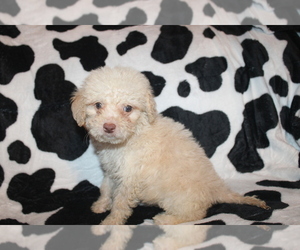 Goldendoodle (Miniature) Puppy for sale in BLMGTN, IN, USA