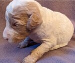 Small Photo #3 Goldendoodle Puppy For Sale in TEMECULA, CA, USA