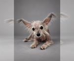 Small Photo #4 Mutt Puppy For Sale in Benton, LA, USA