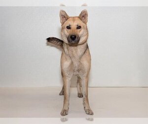 German Shepherd Dog Dogs for adoption in Belleville, IL, USA