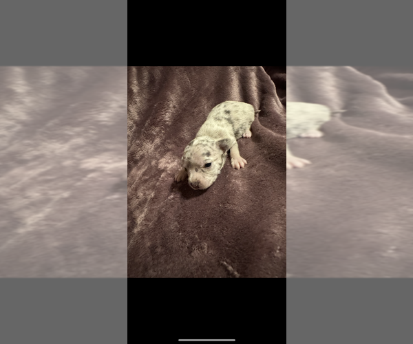 Medium Photo #17 Chihuahua Puppy For Sale in DALLAS, TX, USA