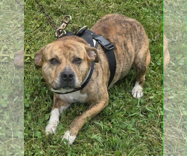 Medium Photo #5 Mutt Puppy For Sale in Woodsfield, OH, USA