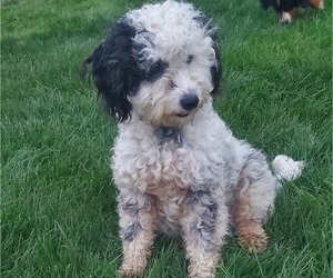 Mother of the Bernedoodle (Miniature) puppies born on 05/10/2026