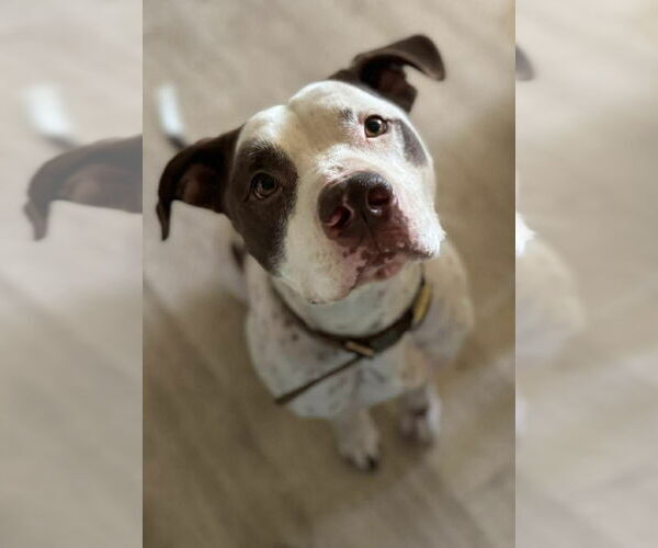 Medium Photo #3 American Bulldog-German Shorthaired Pointer Mix Puppy For Sale in Visalia, CA, USA