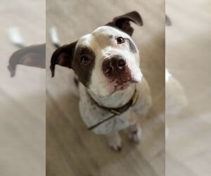 Gumbo - Male American Bulldog-German Shorthaired Pointer Mix Dog for Adoption - Photo #3