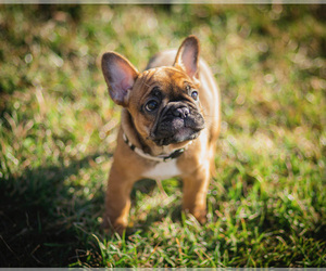 French Bulldog Puppy for sale in BETHEL PARK, PA, USA