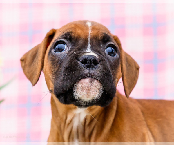 Medium Photo #58 Boxer Puppy For Sale in WAKARUSA, IN, USA