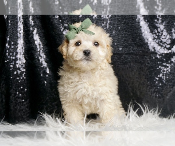 Medium Photo #3 Maltipoo (Miniature) Puppy For Sale in WARSAW, IN, USA