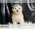 Small Photo #3 Maltipoo (Miniature) Puppy For Sale in WARSAW, IN, USA
