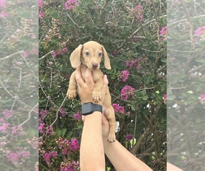 Dachshund Puppy for sale in OCALA, FL, USA
