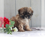 Small Photo #3 Shih-Poo Puppy For Sale in GORDONVILLE, PA, USA