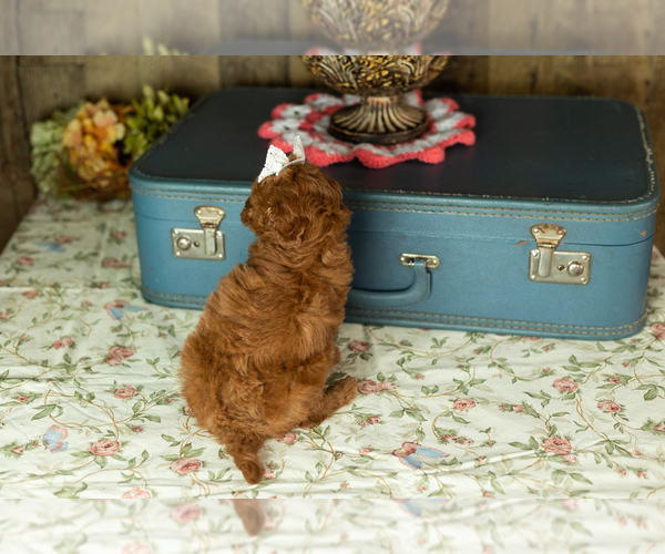 Medium Photo #16 Miniature Labradoodle Puppy For Sale in NAPPANEE, IN, USA