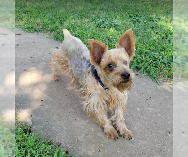 Medium Photo #1 Mutt Puppy For Sale in Cranston, RI, USA