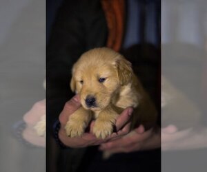 Golden Retriever Puppy for sale in VANCOUVER, WA, USA