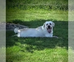 Father of the Labrador Retriever puppies born on 02/05/2024