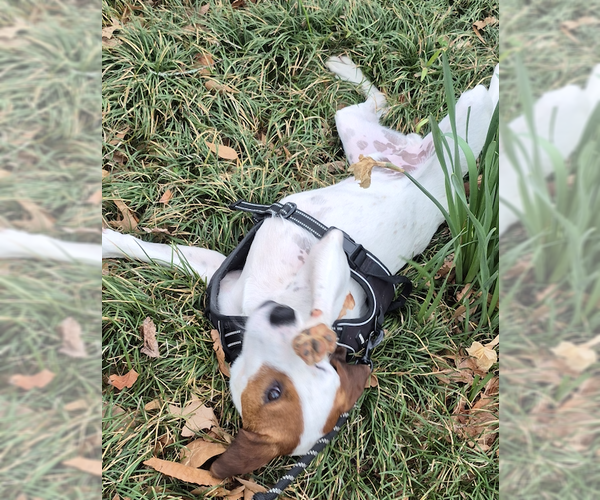 Medium Photo #7 Parson Russell Terrier-Unknown Mix Puppy For Sale in Decatur, GA, USA