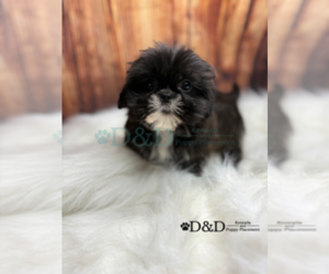 Shih Tzu Puppy for sale in RIPLEY, MS, USA