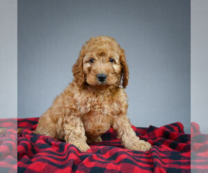 Goldendoodle (Miniature) Puppy for sale in STRASBURG, OH, USA