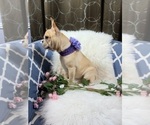 Small Photo #3 French Bulldog Puppy For Sale in CARTHAGE, TX, USA