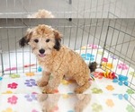 Rex - Male Havapoo Puppy for Sale - Photo #11