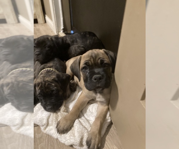 Medium Photo #18 Cane Corso Puppy For Sale in HERRIN, IL, USA
