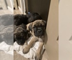 Small #17 Cane Corso