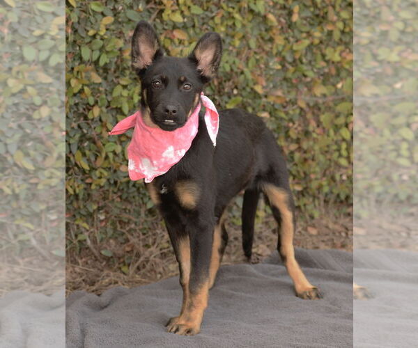 Medium Photo #2 Shepweiller Puppy For Sale in Dana Point, CA, USA