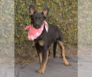 Hail - Female Shepweiller Dog for Adoption - Photo #2
