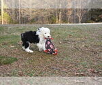 Small Photo #26 Old English Sheepdog Puppy For Sale in MARIONVILLE, MO, USA