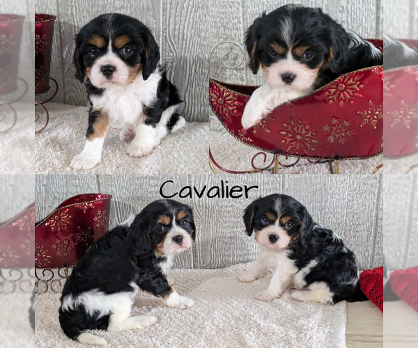 View Ad Cavalier King Charles Spaniel Litter of Puppies for Sale near