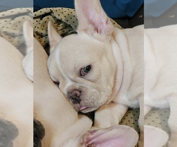 Medium Photo #2 French Bulldog Puppy For Sale in OCEAN ISLE BEACH, NC, USA