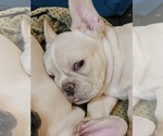 Small #1 French Bulldog