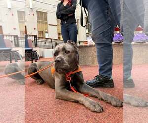 Mutt Dogs for adoption in Goodyear, AZ, USA