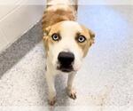 Small #1 Mutt