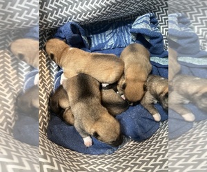 Shikoku Puppy for sale in SAINT PETERSBURG, FL, USA