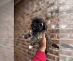 Small Shih Tzu