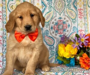 Golden Retriever Puppy for sale in LANCASTER, PA, USA