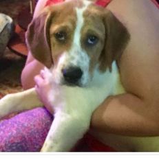 English Foxhound-Unknown Mix Puppy for sale in KING, NC, USA