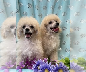 Poodle (Toy) Puppy for sale in DAMASCUS, MD, USA