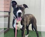 Small American Pit Bull Terrier