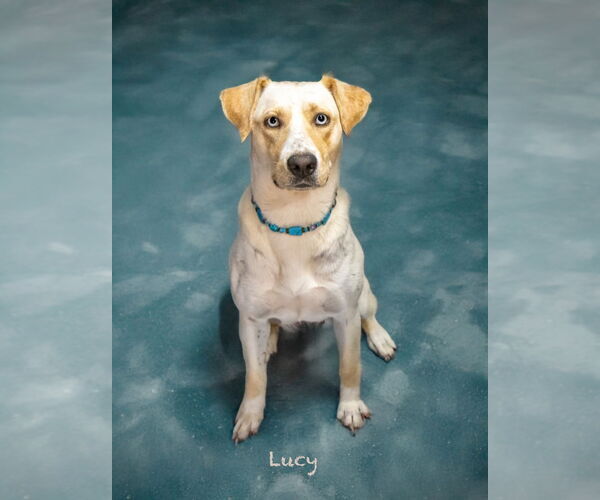 Medium Photo #3 Labrador Retriever-Unknown Mix Puppy For Sale in Hot Springs Village, AR, USA