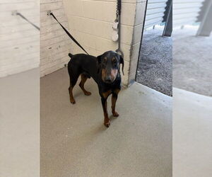 Doberman Pinscher Dogs for adoption in San Bernardino, CA, USA