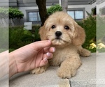 Small Photo #6 Cavachon Puppy For Sale in HOUSTON, TX, USA