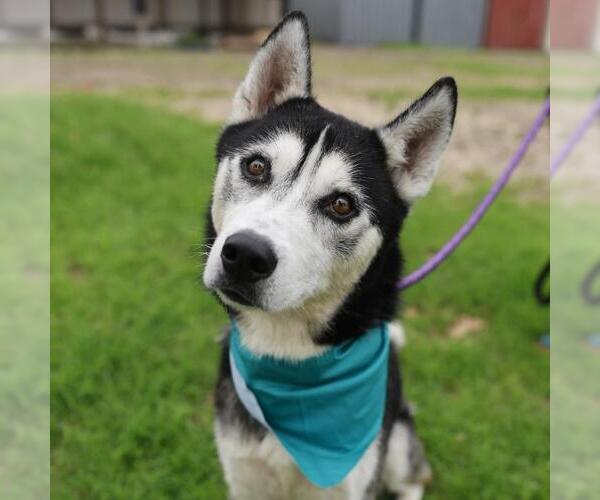Medium Photo #1 Siberian Husky Puppy For Sale in San Antonio, TX, USA