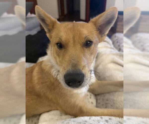 Medium Photo #4 Mutt Puppy For Sale in Princeton, MN, USA