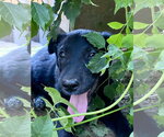 Small #1 Labrador Retriever Mix