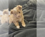 Puppy Tabitha Shiranian